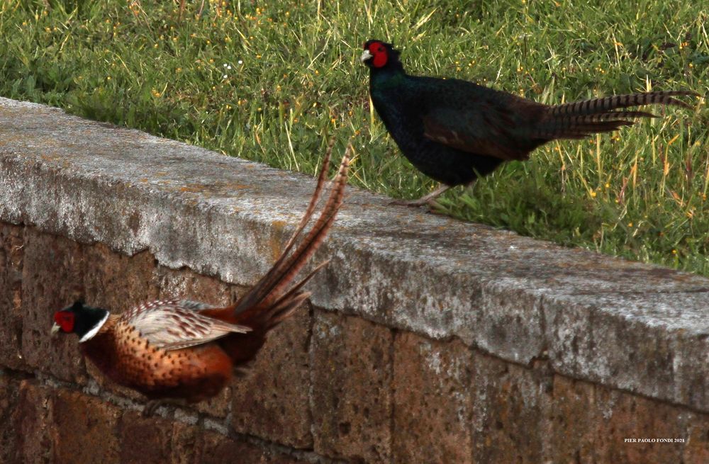 Fighting Pheasants 17 Apr. 2021 A v