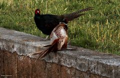 Fighting Pheasants 17 Apr. 2021 A za