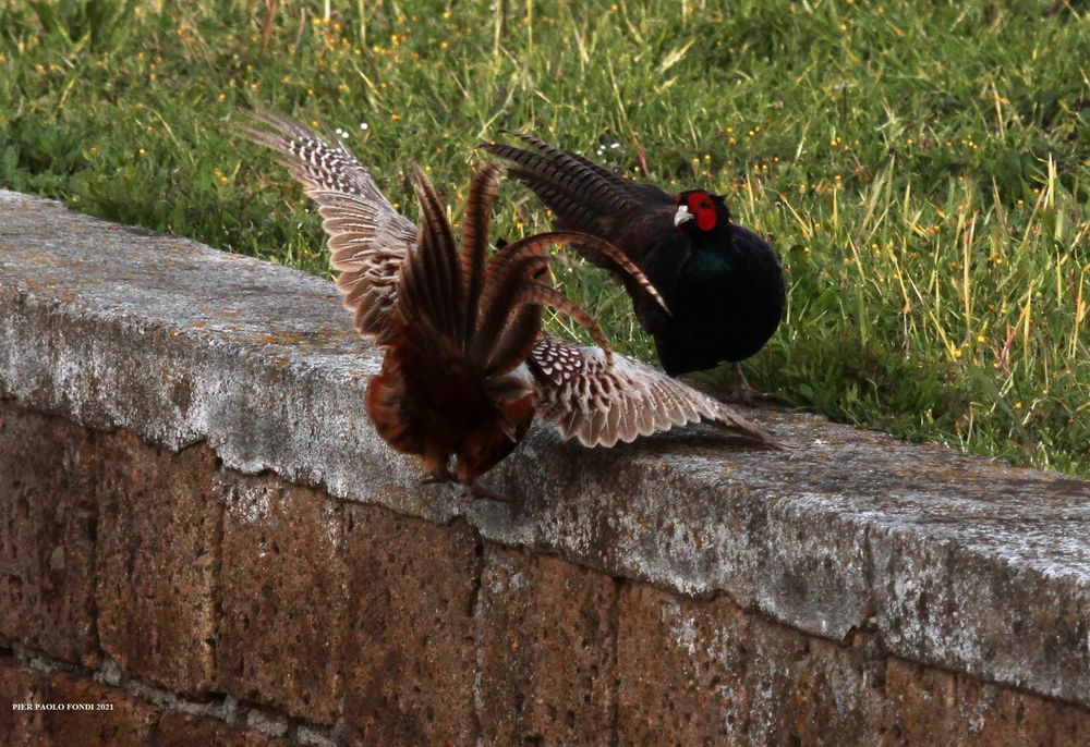 Fighting Pheasants 17 Apr. 2021 A zb