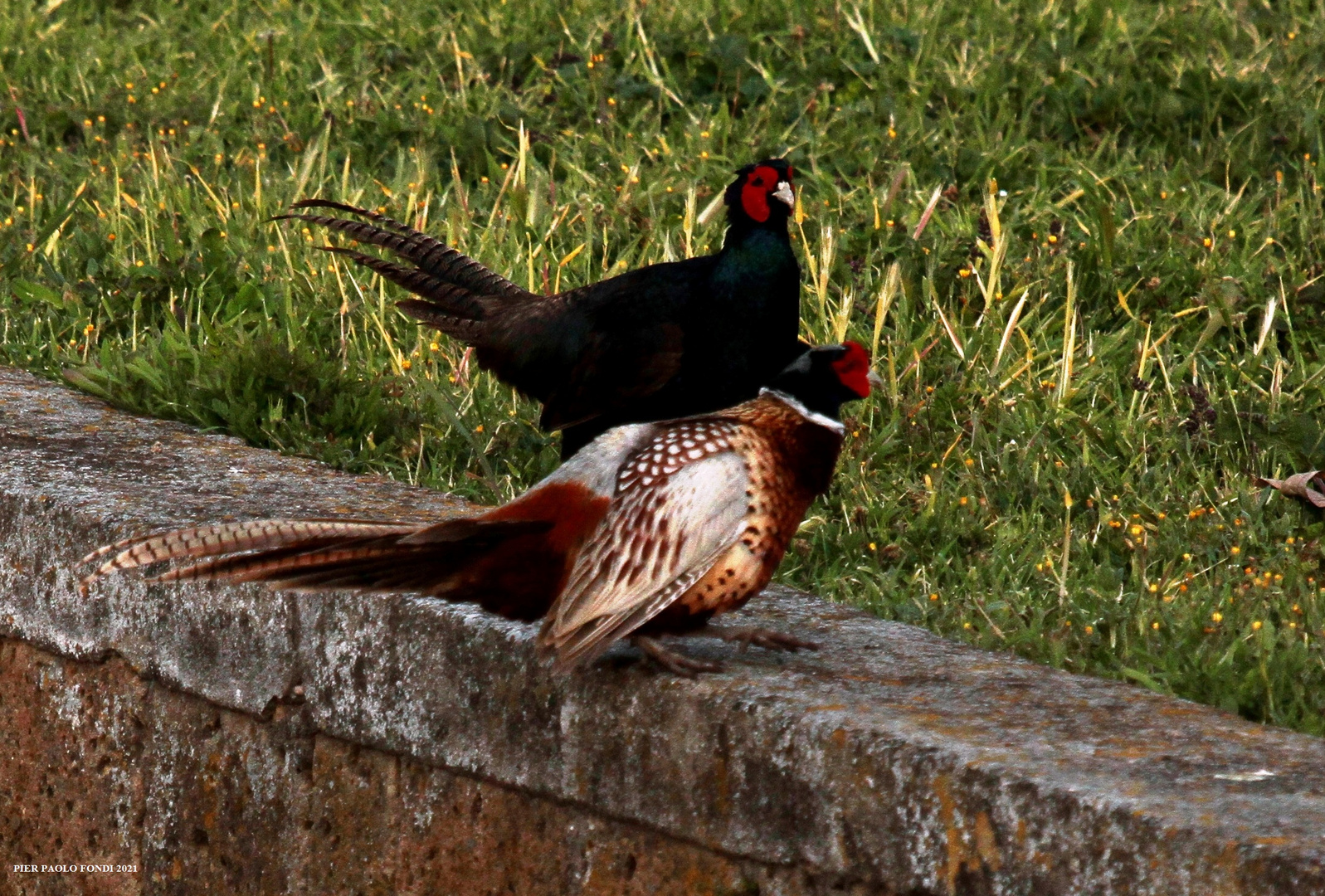 Fighting Pheasants 17 Apr. 2021 A ze