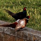 Fighting Pheasants 17 Apr. 2021 A ze