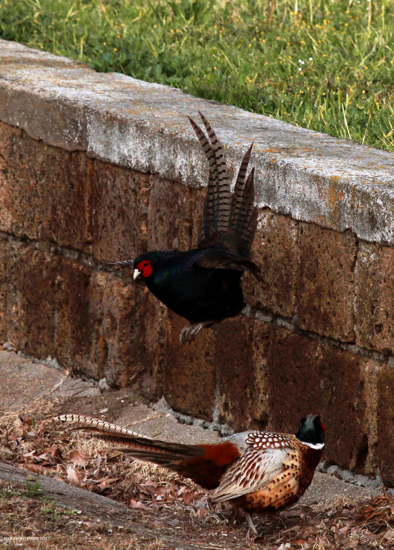 Fighting Pheasants 17 Apr. 2021 A zh