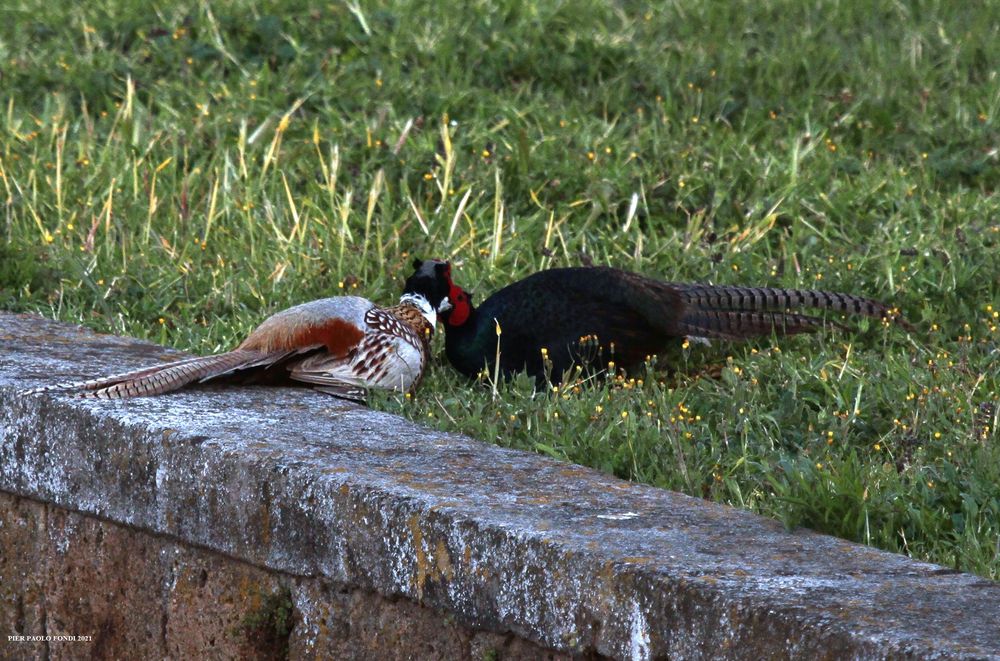 Fighting Pheasants 17 Apr. 2021 A zhi