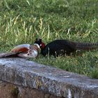 Fighting Pheasants 17 Apr. 2021 A zhi