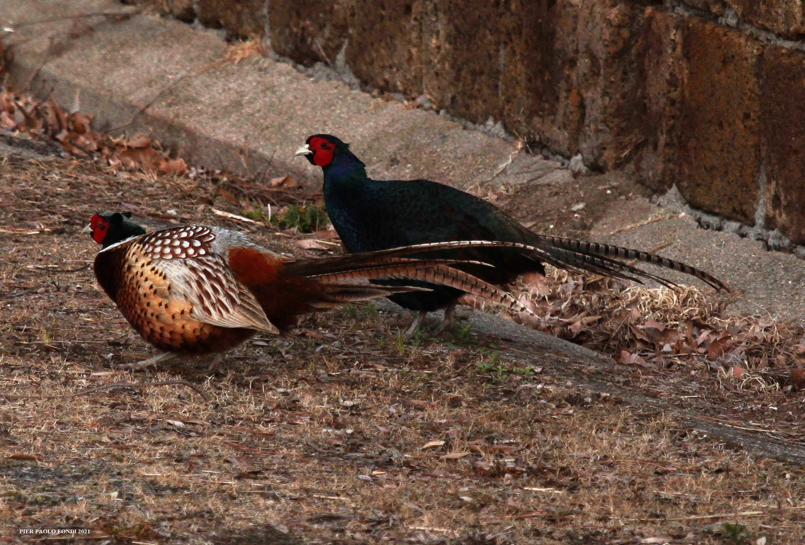 Fighting Pheasants 17 Apr. 2021 A zi