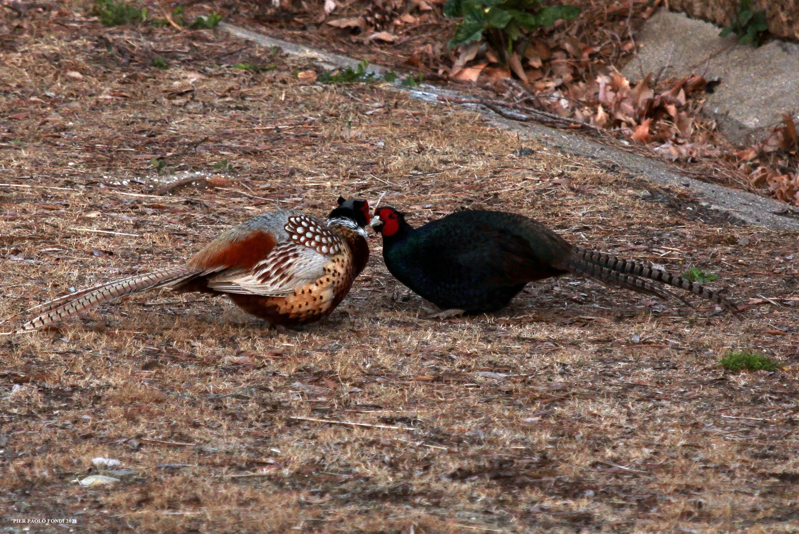 Fighting Pheasants 17 Apr. 2021 A zl