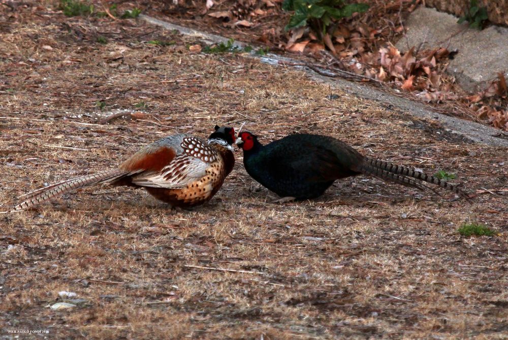 Fighting Pheasants 17 Apr. 2021 A zl