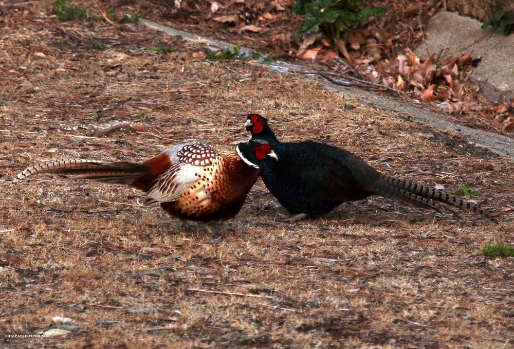 Fighting Pheasants 17 Apr. 2021 A zzb