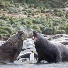 Fighting Sea Elephants 