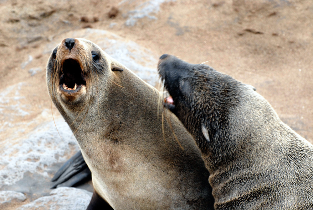 fighting sea lions