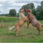 Fighting Shettland Ponys