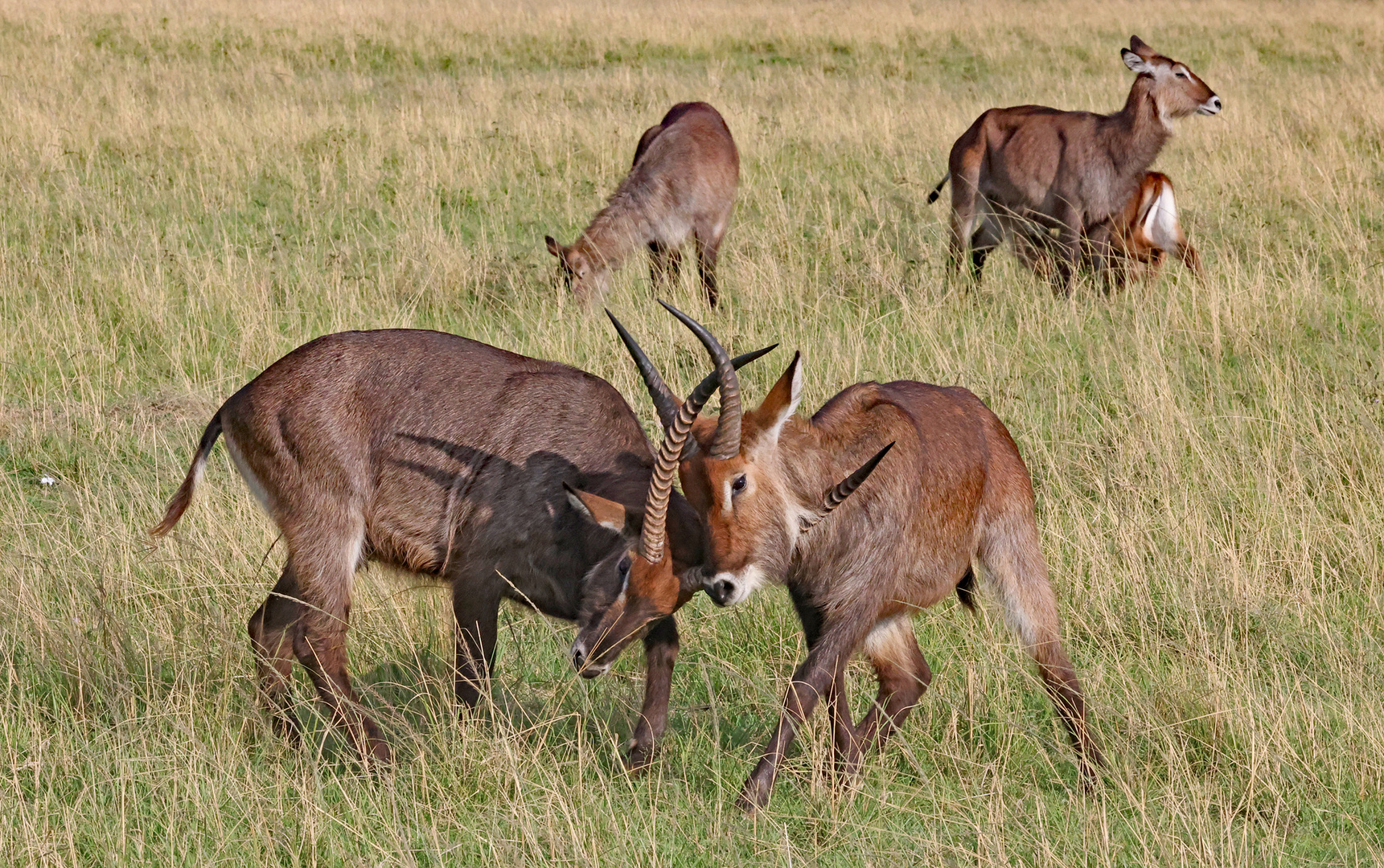 Fighting Waterbuck-