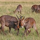 Fighting Waterbuck-