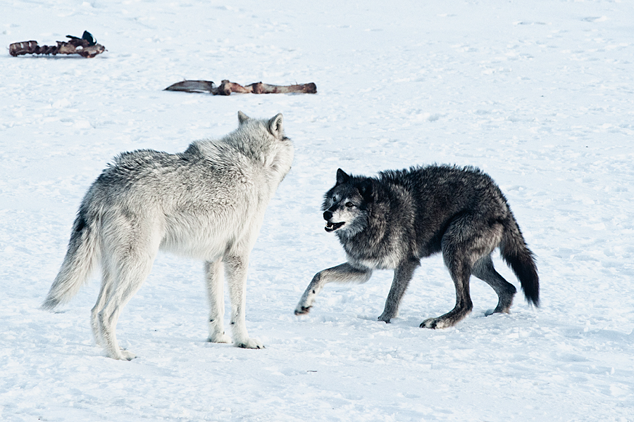 Fighting Wolves