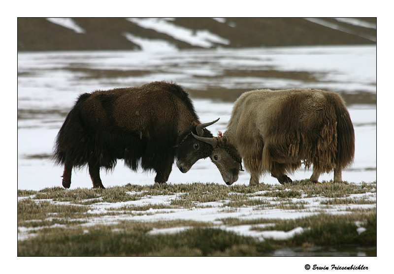 Fighting Yaks