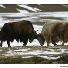 Fighting Yaks