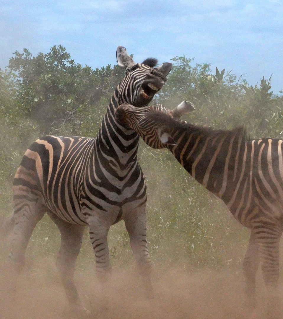 Fighting Zebras