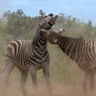 Fighting Zebras