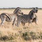 Fighting Zebras - Etosha