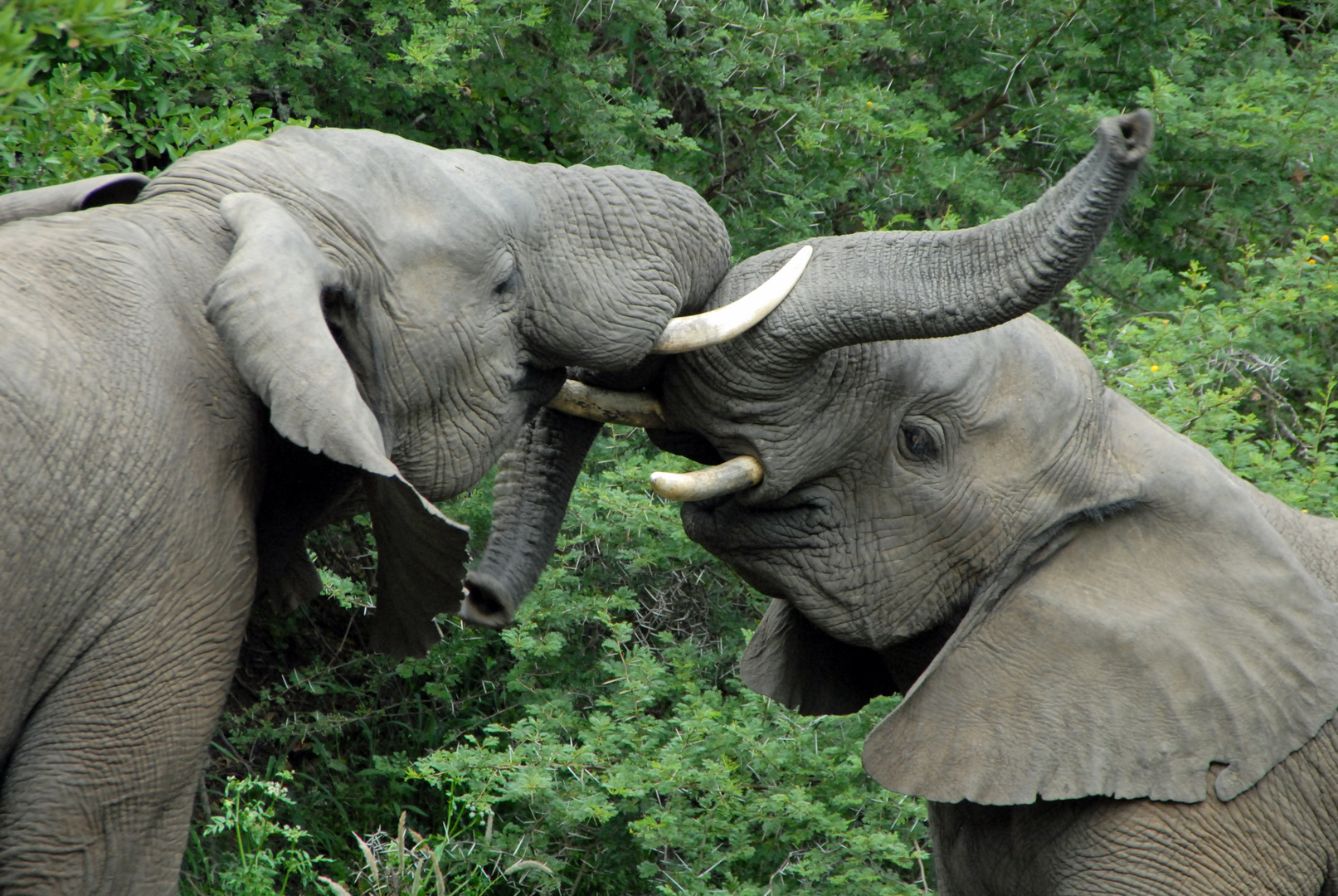 fightingelephants