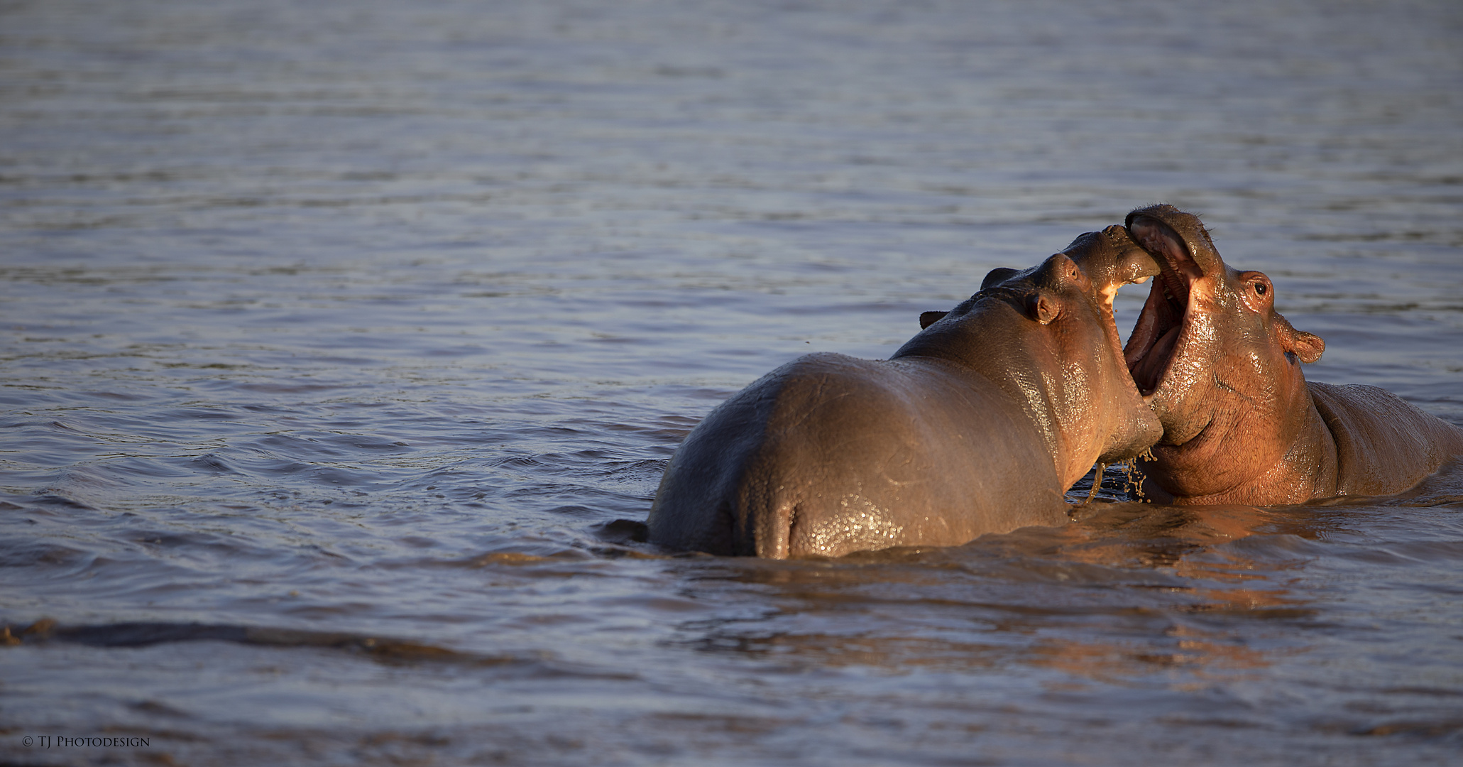 Fightung Hippos 3