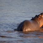 Fightung Hippos 3