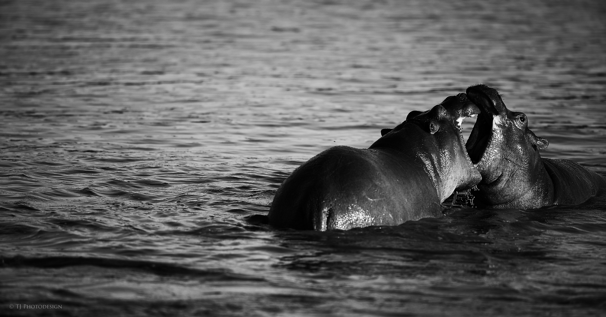 Fightung Hippos 3 bw