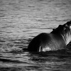 Fightung Hippos 3 bw