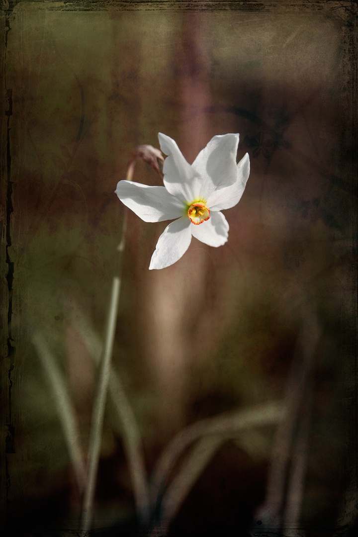 figlio della ninfa Liriope