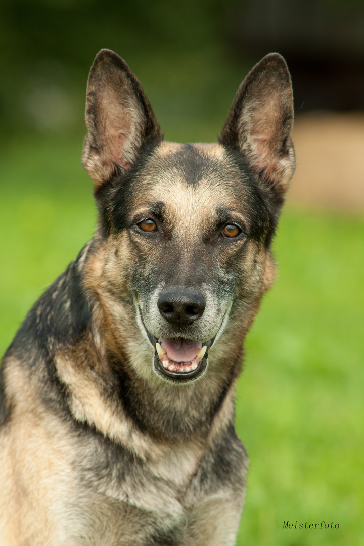 Figo, ein ganz lieber Schäferhund