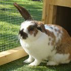 Figo, My own rabbit IRL.