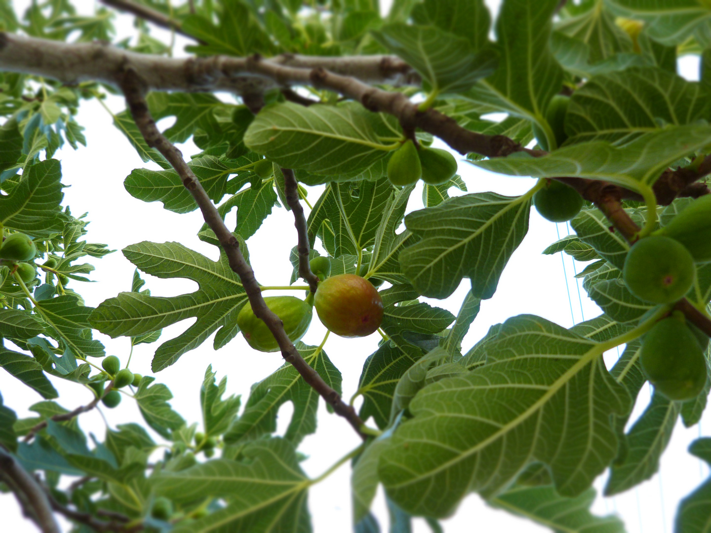 Figs