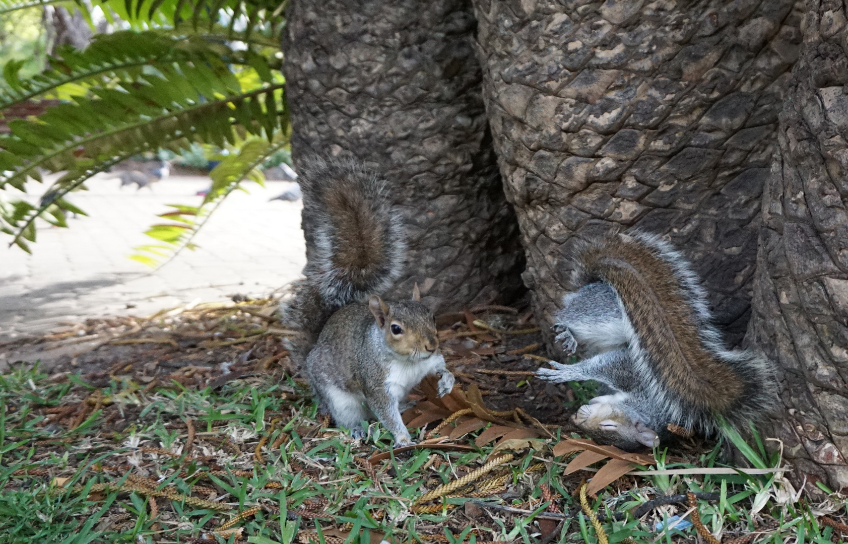 Figthing squirrels