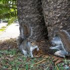 Figthing squirrels