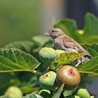 Figues ...... à volonté !!!!!