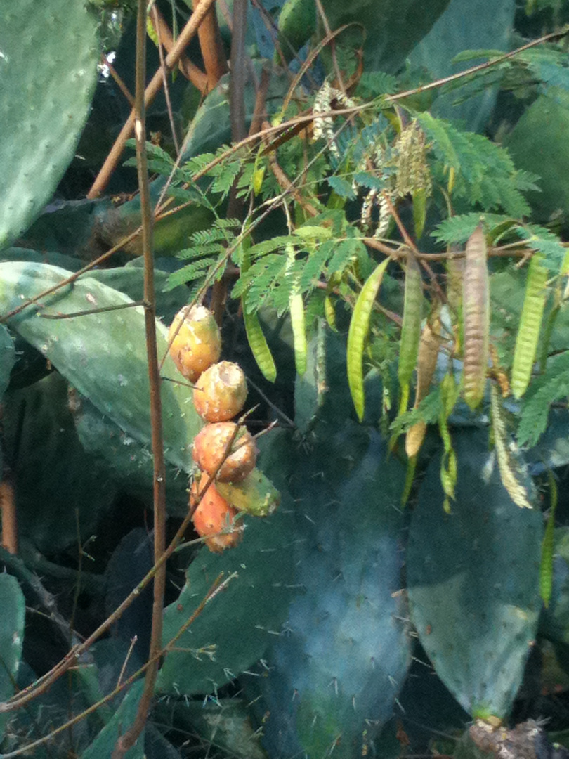 Figues de Barbari