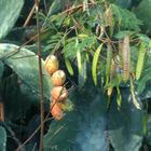 Figues de Barbari