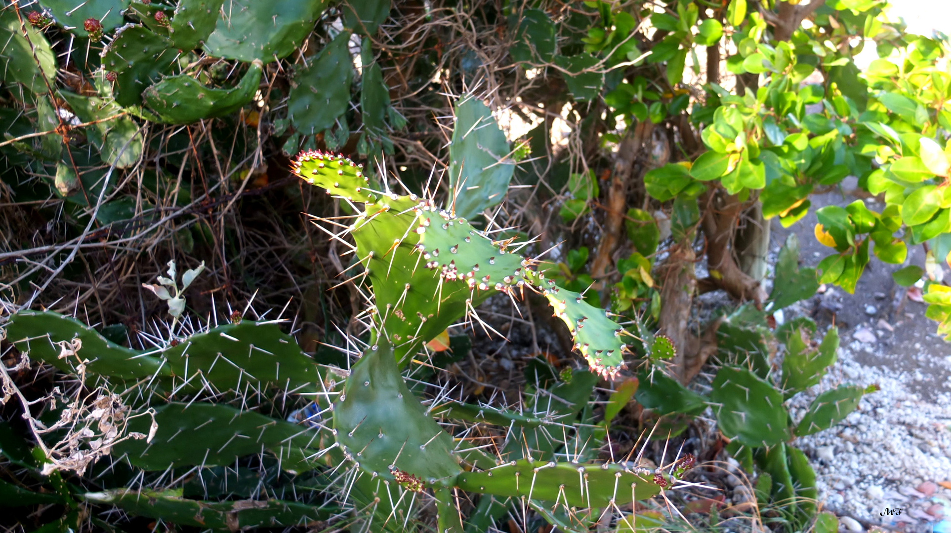 Figues de Barbarie