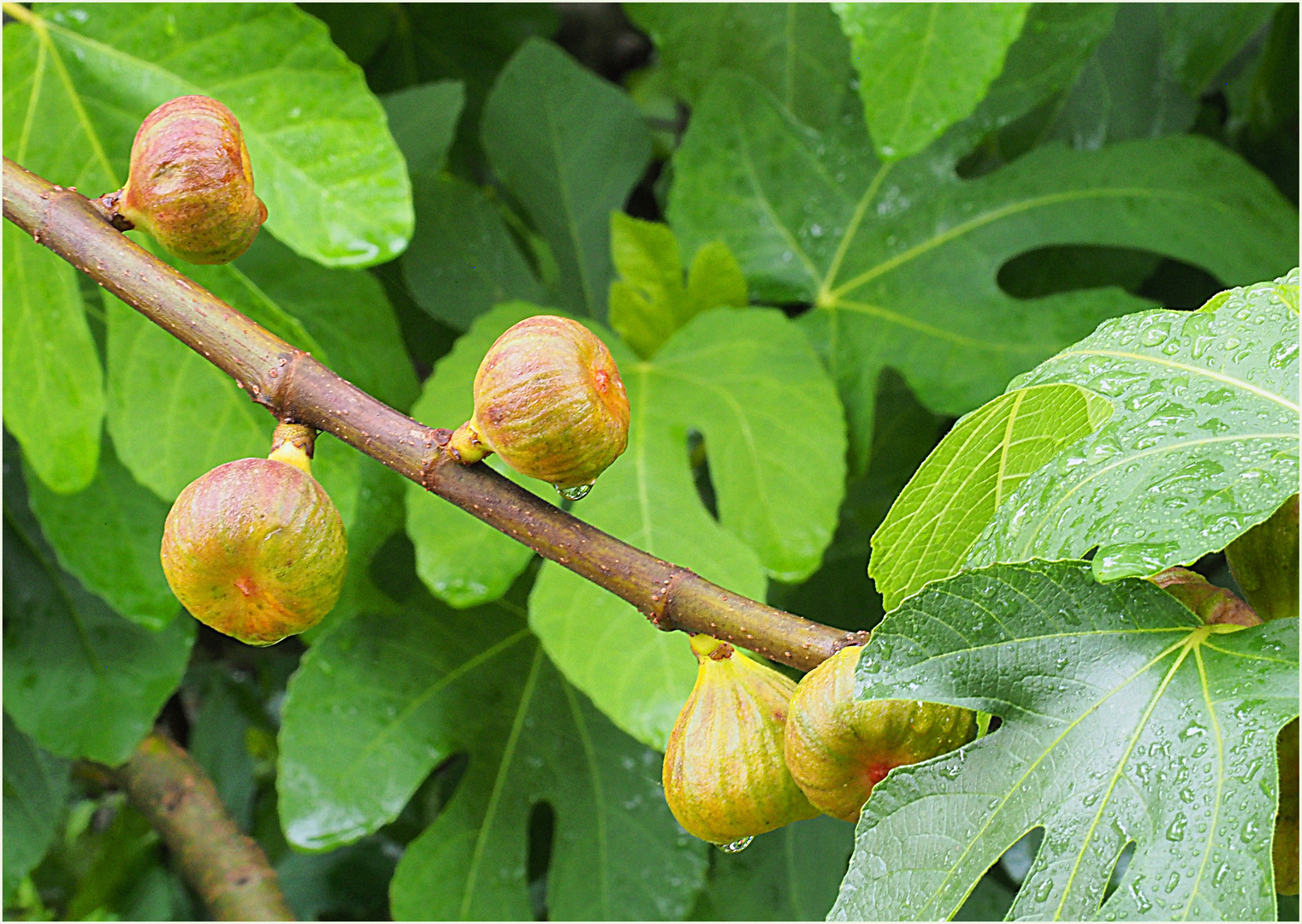 Figues en mûrissement