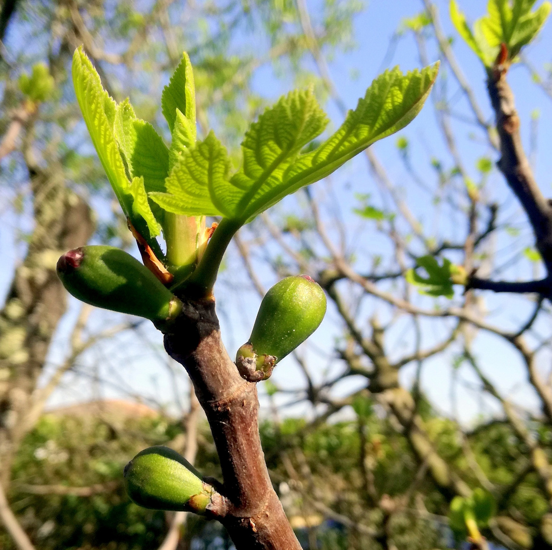 Figues !