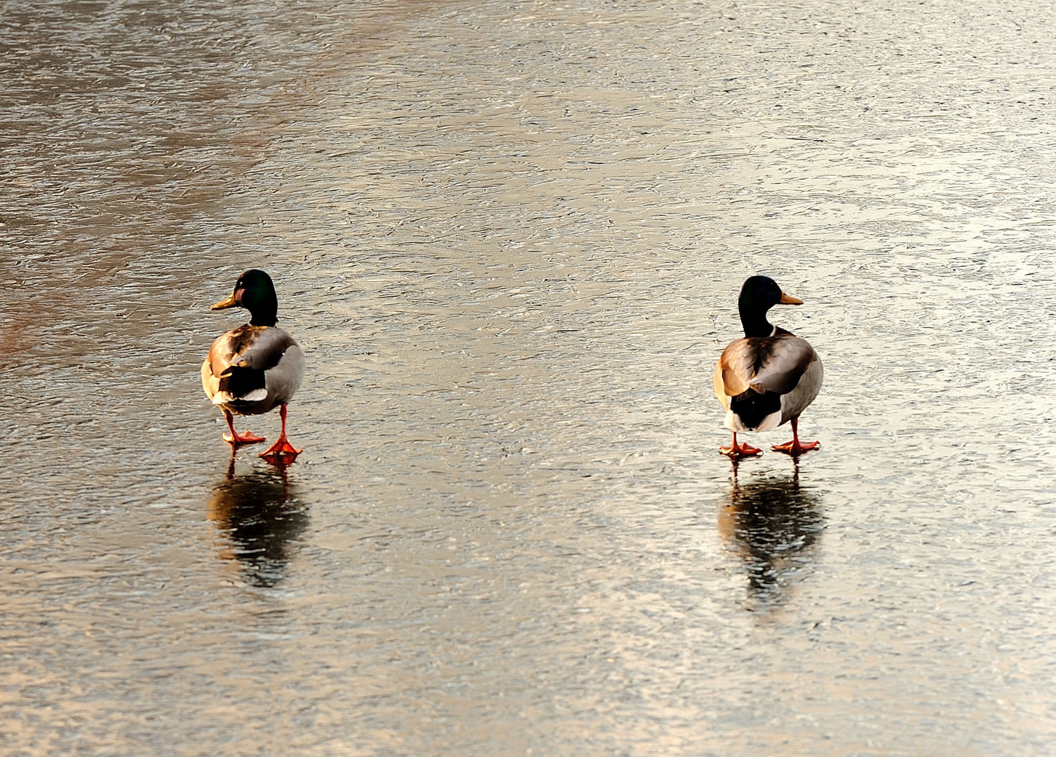 Figure skaters