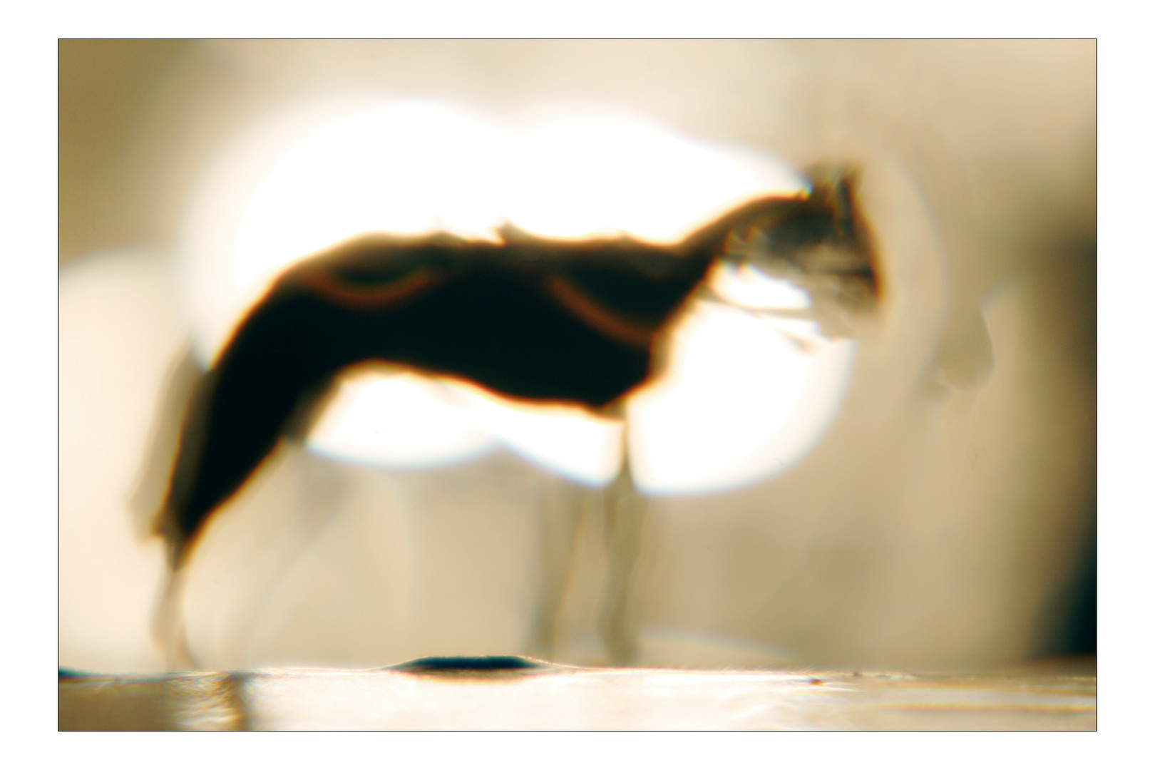 figure VII