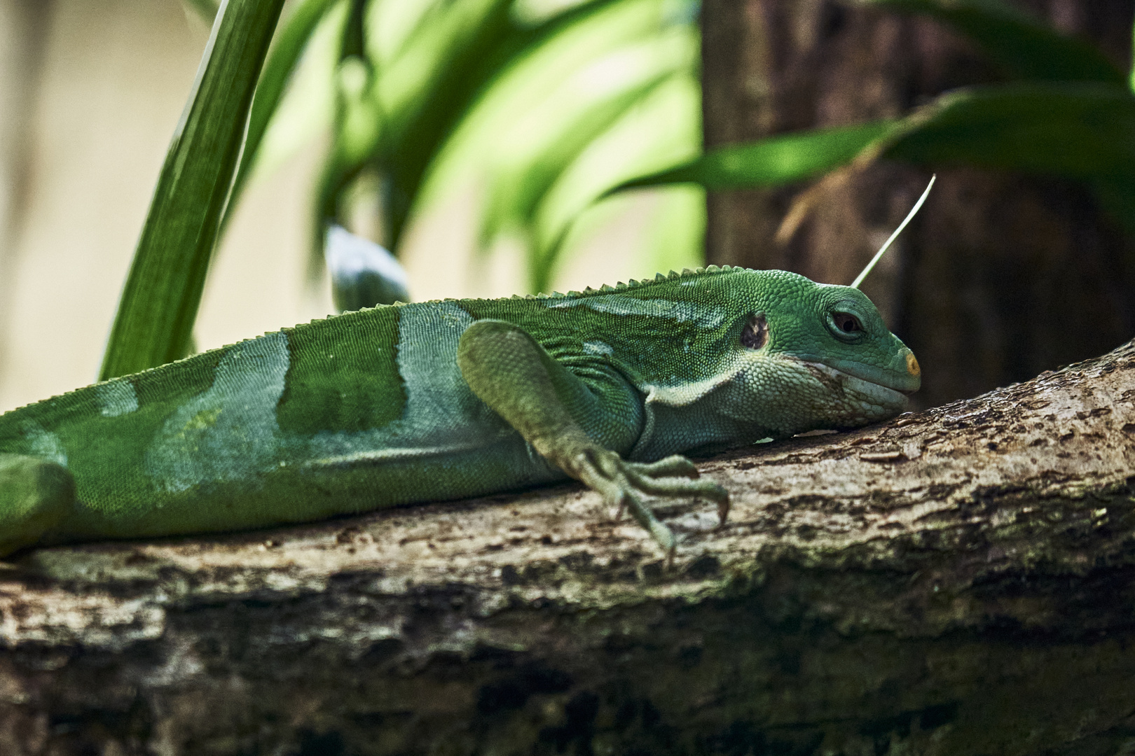 Fiji Banded Iguana