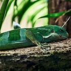 Fiji Banded Iguana