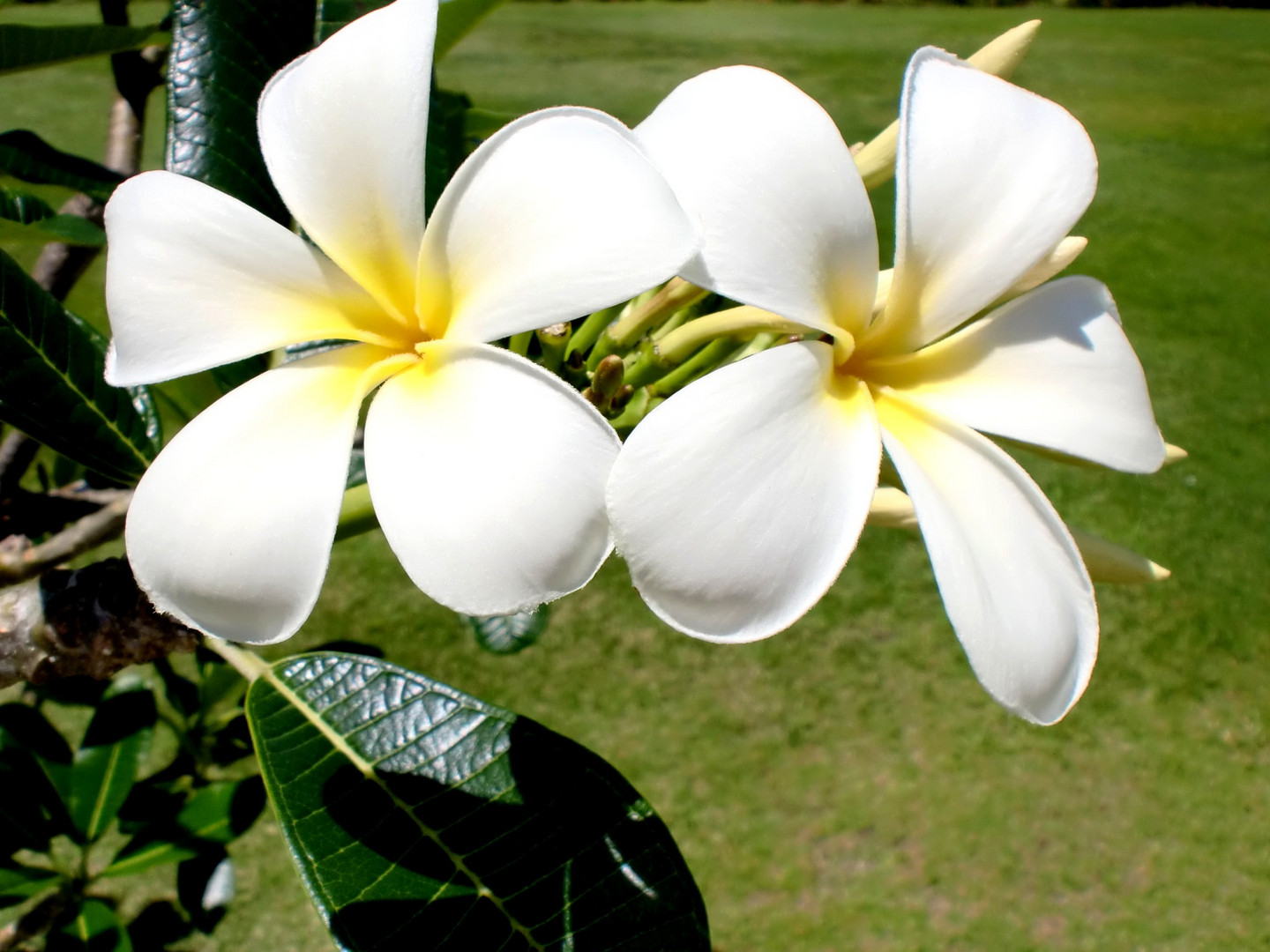 Fiji Frangipani