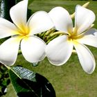 Fiji Frangipani