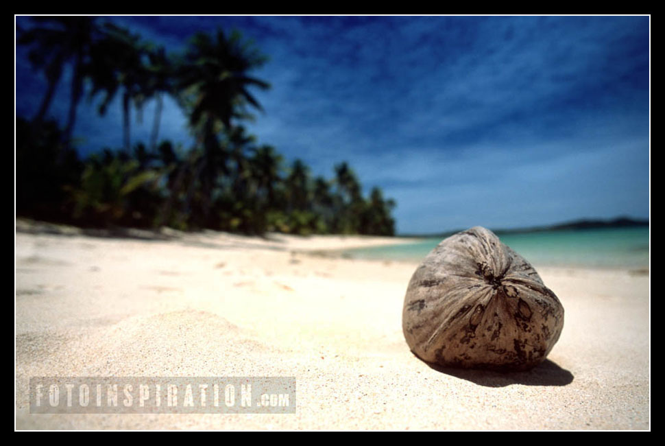 Fiji Island Coconut at beach