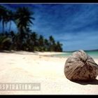 Fiji Island Coconut at beach