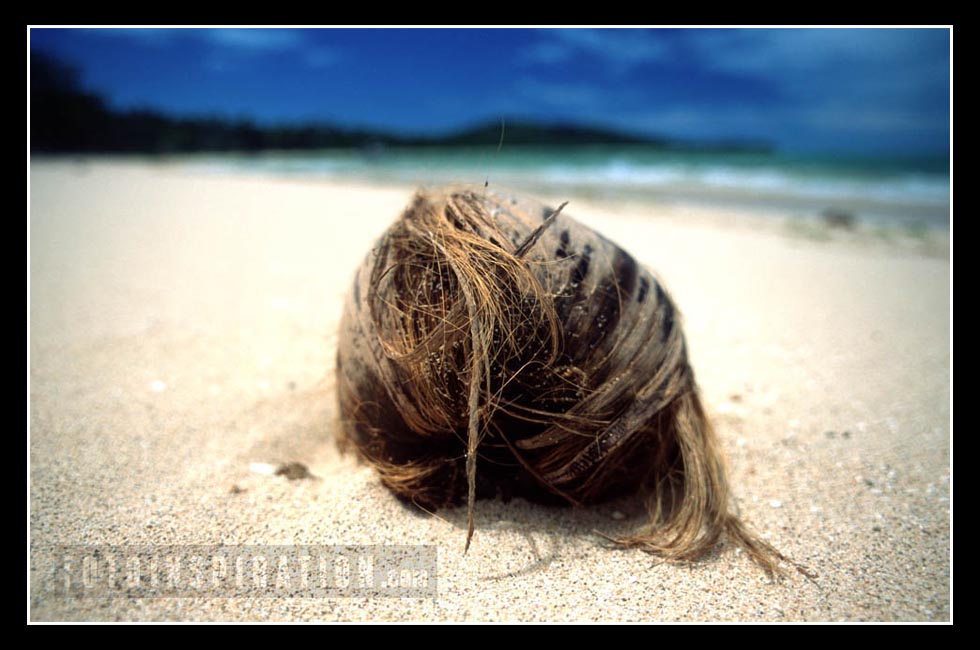 Fiji Island Coconut