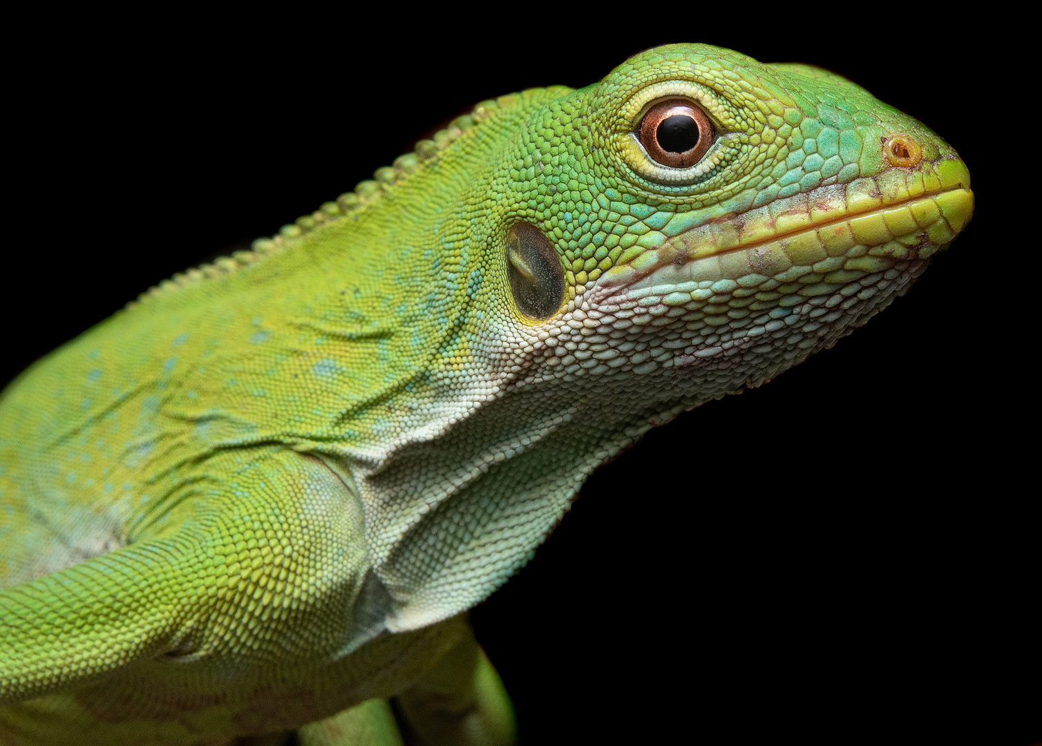 Fiji Leguane ( brachylophus fasciatus ) 